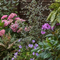 Shady Border 10m X 40cm 13 Shady Border 10m X 40cm -Elise Bloom 12823478 3675034638175339