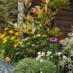 Sunny Border 8m X 40cm 14 Sunny Border 8m X 40cm -Elise Bloom 12823626 1445034640742037