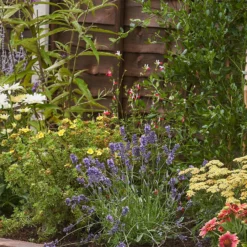 Bee And Butterfly Border 4m X 40cm -Elise Bloom 12823633 9015027892826230