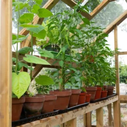 Forest 8 X 6ft Vale Greenhouse - Installation Included 10 Forest 8 X 6ft Vale Greenhouse - Installation Included -Elise Bloom 12823847 1804833220458030