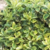 Euonymus Mix 17cm 2 Euonymus Mix 17cm -Elise Bloom 12824323 6604857381271731