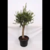 Olive Tree 35L Medditeranean Large Standard (Gs) 2 Olive Tree 35L Medditeranean Large Standard (Gs) -Elise Bloom 12825277 1965031722272161