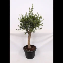 Olive Tree 35L Medditeranean Large Standard (Gs)