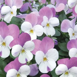 Viola Mix 10 Pack Spring 5 Viola Mix 10 Pack Spring -Elise Bloom 12826491 1454945409170854