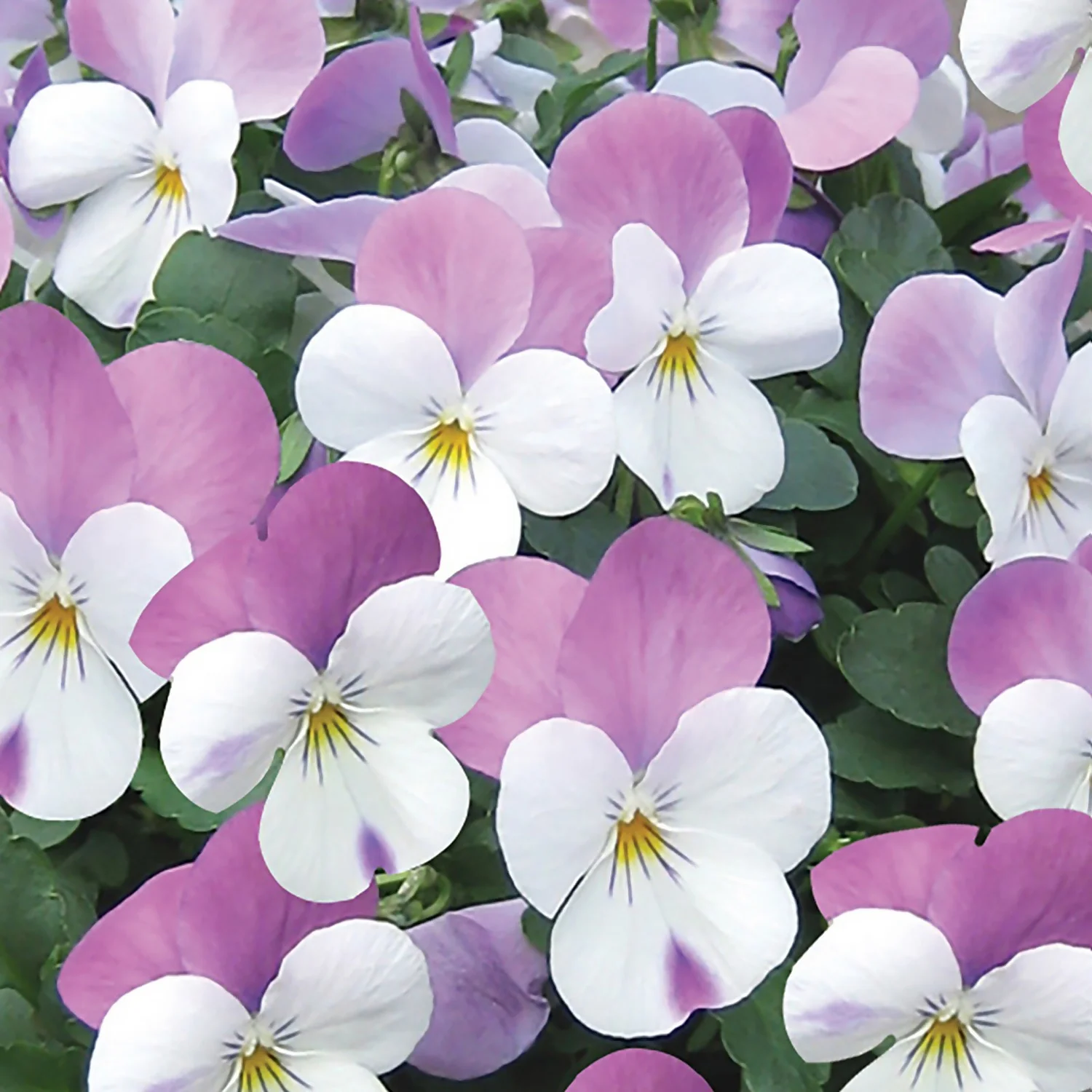 Viola Mix 10 Pack Spring 4 Viola Mix 10 Pack Spring - Image 2