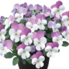 Viola Mix 10 Pack Spring 1 Viola Mix 10 Pack Spring -Elise Bloom 12826491 1934945409097969