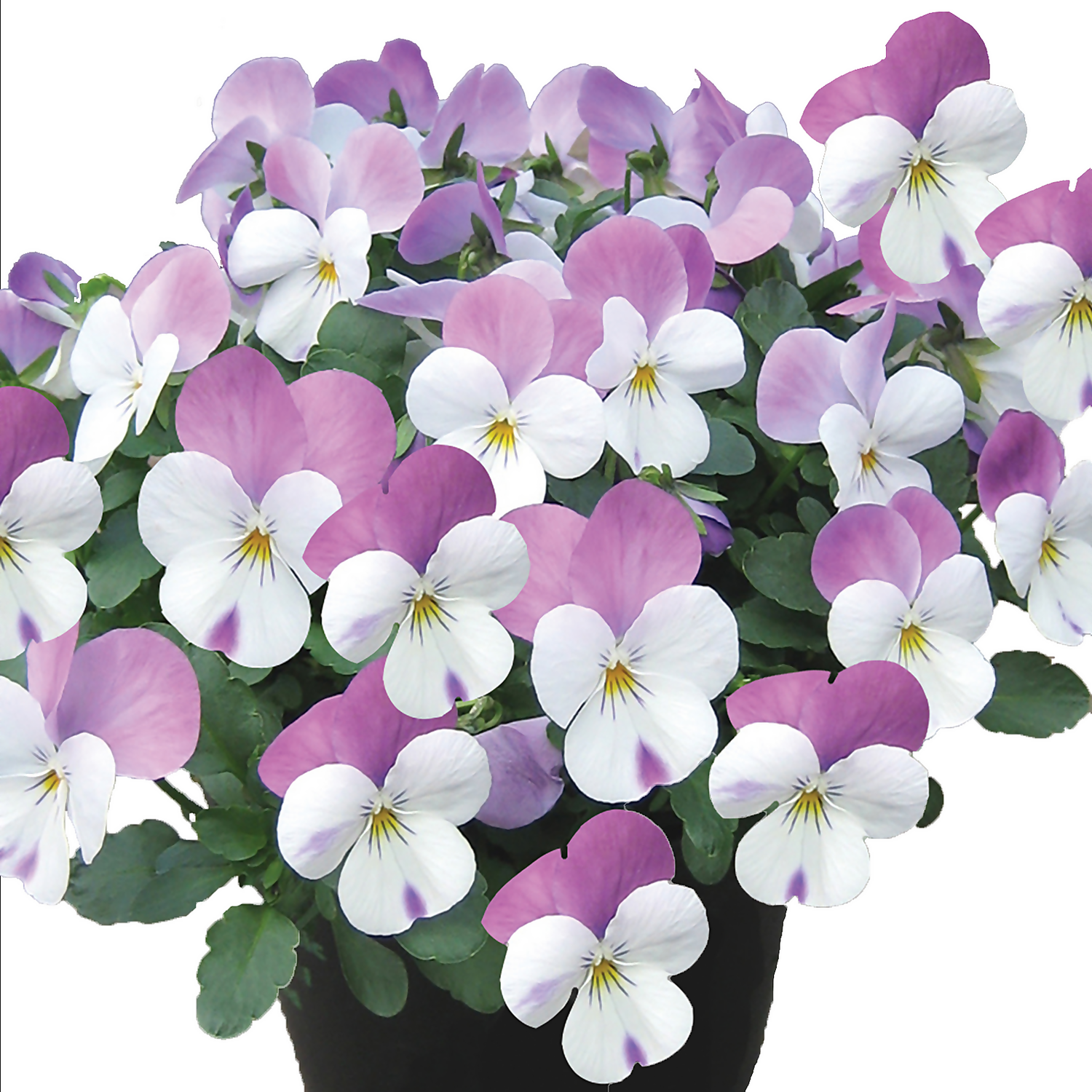 Viola Mix 10 Pack Spring 3 Viola Mix 10 Pack Spring