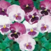 Pansy Mix 6 Pack Spring -Elise Bloom 12826493 1794945704473493