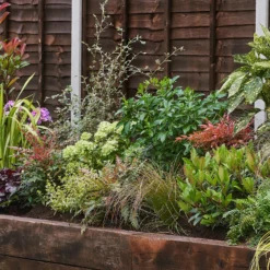 Evergreen Border 3m X 120cm