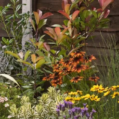 Mediterranean Border 6m X 120cm 14 Mediterranean Border 6m X 120cm -Elise Bloom 12827481 1115027900689887