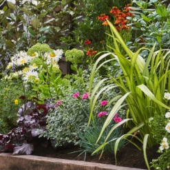 Sunny Border 5m X 120cm 12 Sunny Border 5m X 120cm -Elise Bloom 12827487 1925034640989420