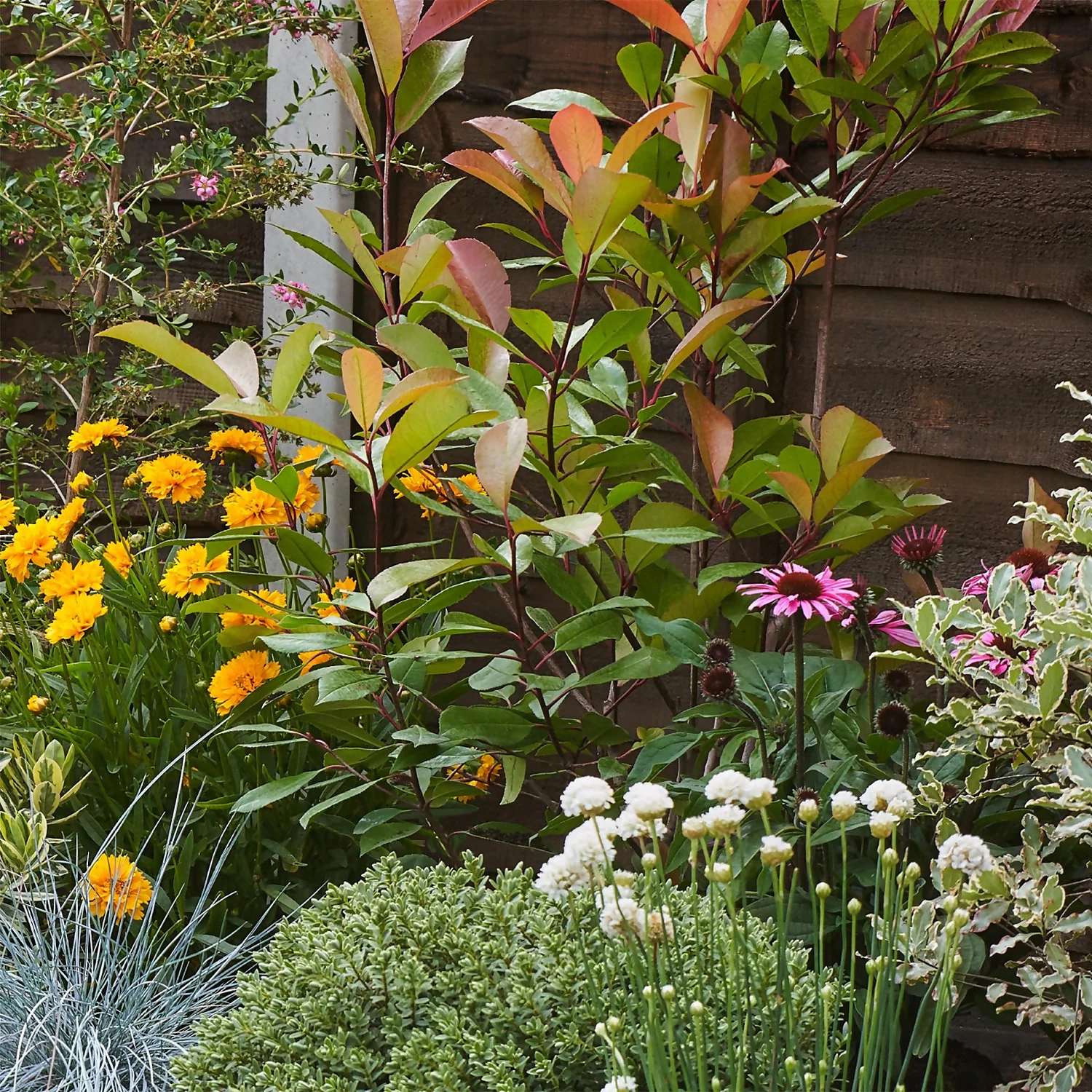 Sunny Border 6m X 120cm 8 Sunny Border 6m X 120cm - Image 6