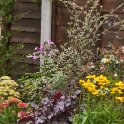 Bee And Butterfly Border 9m X 120cm -Elise Bloom 12827609 1495027567715264