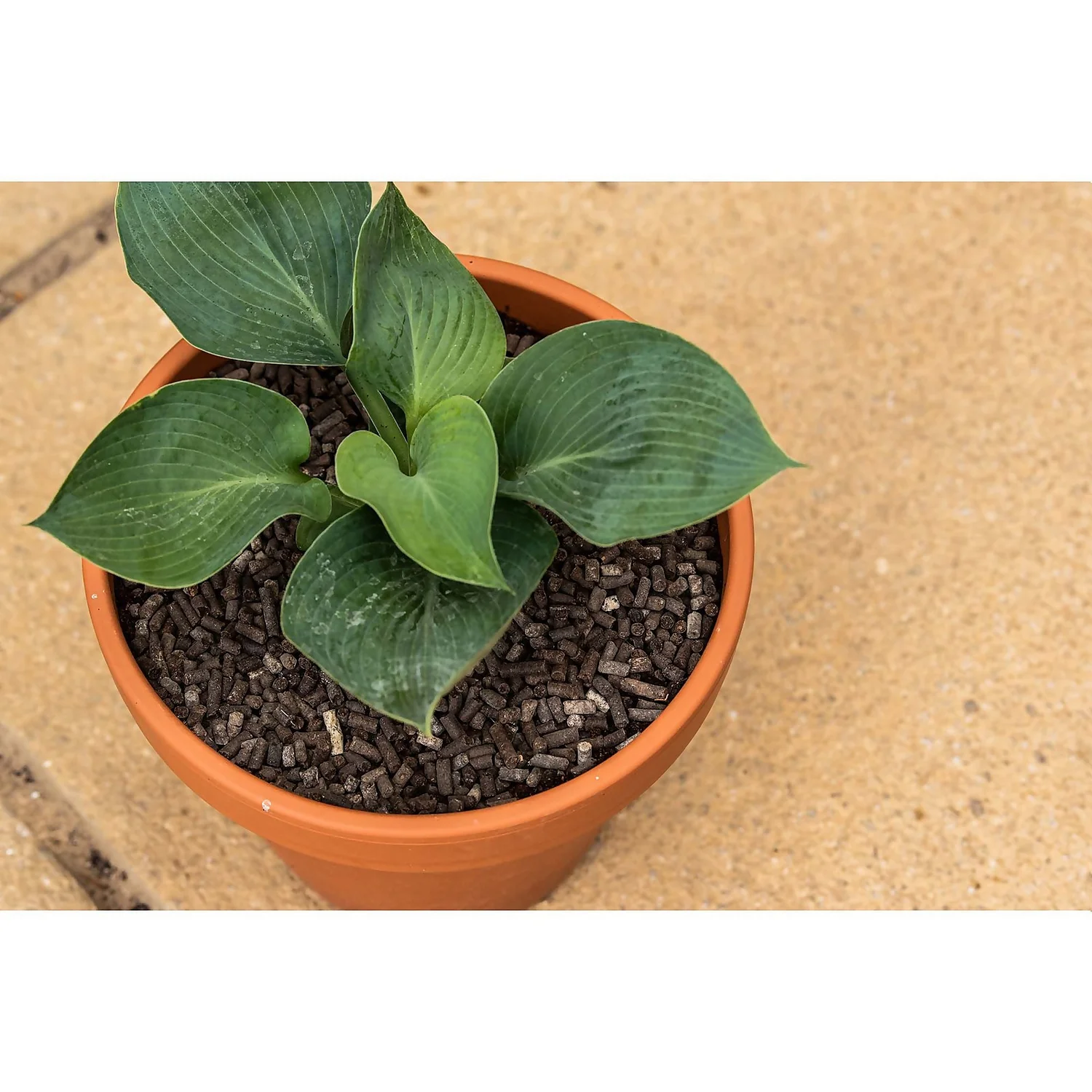 Growing Success Slug Stop Non-Toxic Granules - 2.25kg 5 Growing Success Slug Stop Non-Toxic Granules - 2.25kg - Image 3