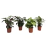 None Calathea Mix 19cm 2 None Calathea Mix 19cm -Elise Bloom 12833884 1514841212526814