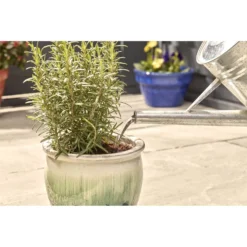 Miracle-Gro Pump & Feed All Purpose Plant Food - 200ml 12 Miracle-Gro Pump & Feed All Purpose Plant Food - 200ml -Elise Bloom 12834802 8834833167206419