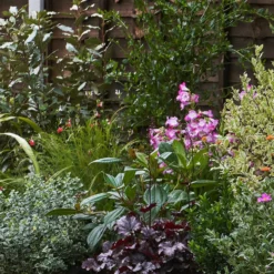 Garden On A Roll Eco Border - 8m X 90cm -Elise Bloom 12837996 1335027575874154