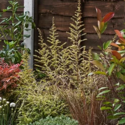 Garden On A Roll Eco Border - 9m X 90cm -Elise Bloom 12837999 1165027574123486