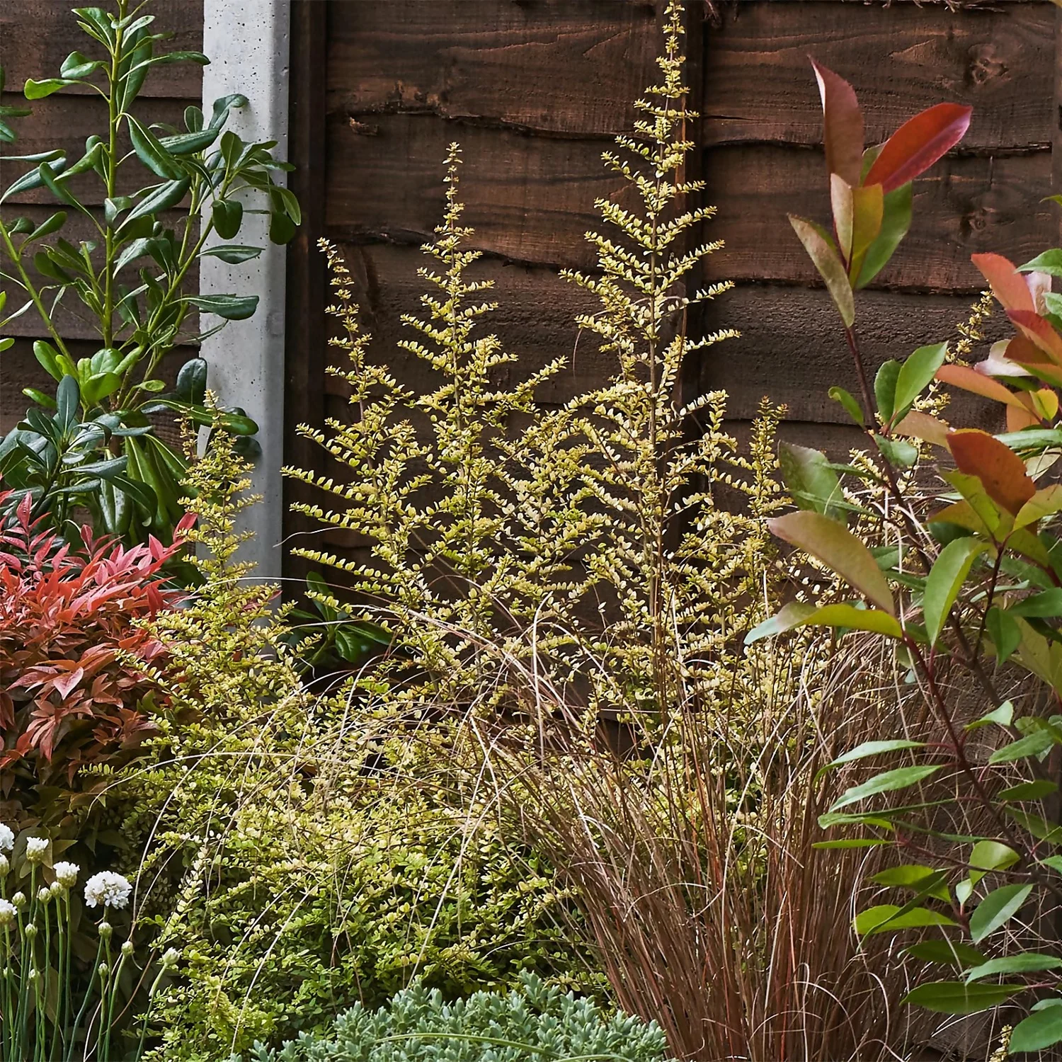 Garden On A Roll Eco Border - 10m X 120cm 8 Garden On A Roll Eco Border - 10m X 120cm - Image 6