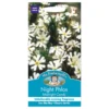 Mr. Fothergill's Night Phlox Midnight Candy Seeds -Elise Bloom 12839186 8404831918329864