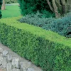 Buxus (Box) 6 Pack 2 Buxus (Box) 6 Pack -Elise Bloom 12840557 1664831957449597