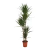 Dracaena Marginata (Dragon Tree) - 30cm 2 Dracaena Marginata (Dragon Tree) - 30cm -Elise Bloom 12881746 4645020086965553