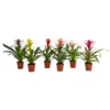 None Guzmania Mix - 12cm -Elise Bloom 12882182 1064843278210054