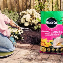 Miracle Gro Premium Azalea, Camellia & Rhododendron Ericaceous Compost - 40L 11 Miracle Gro Premium Azalea, Camellia & Rhododendron Ericaceous Compost - 40L -Elise Bloom 12882812 1004843671886080