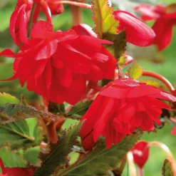 None Hanging Begonia Red 7 None Hanging Begonia Red -Elise Bloom 12882824 1905020400031396