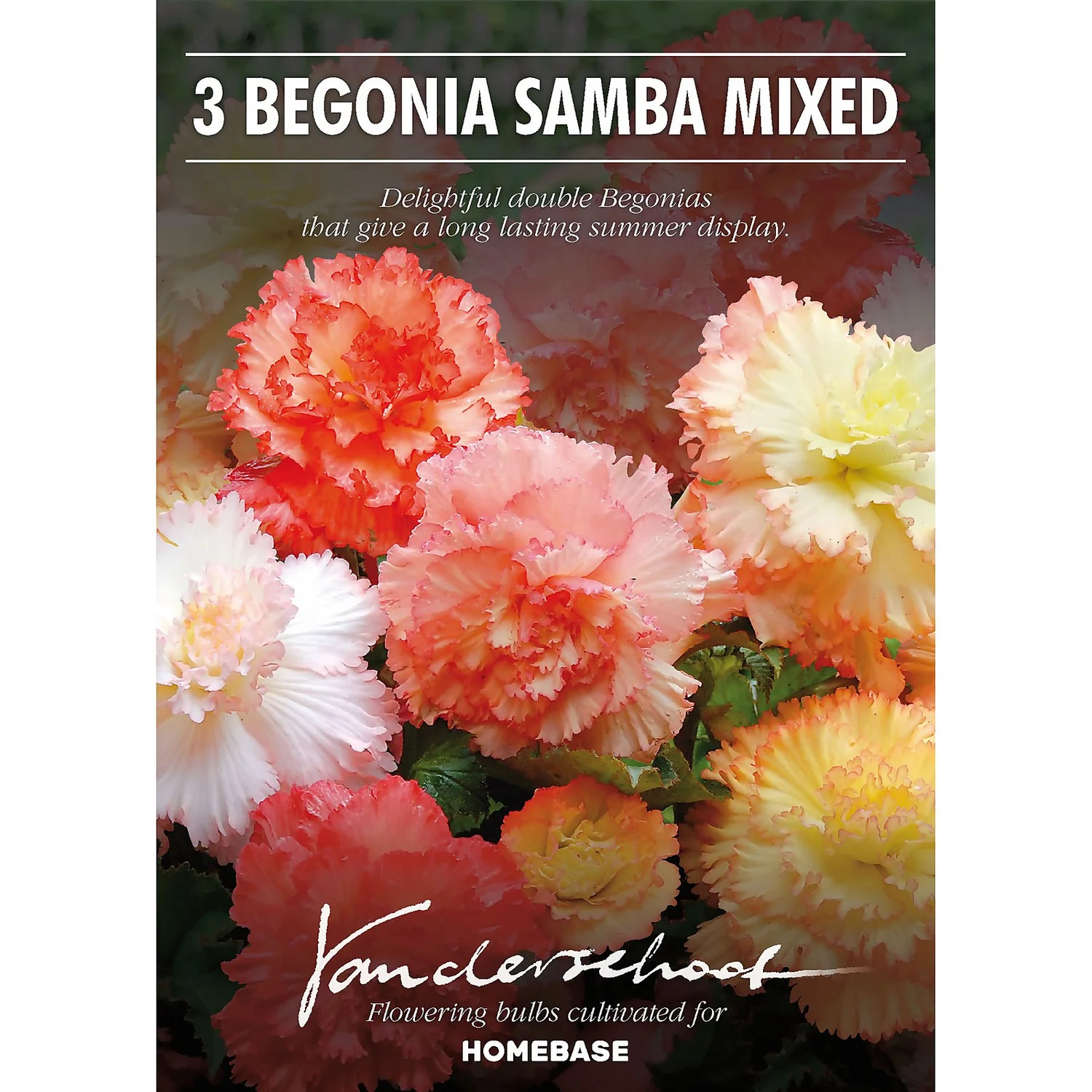 None Begonia Samba Mixed 4 None Begonia Samba Mixed - Image 2