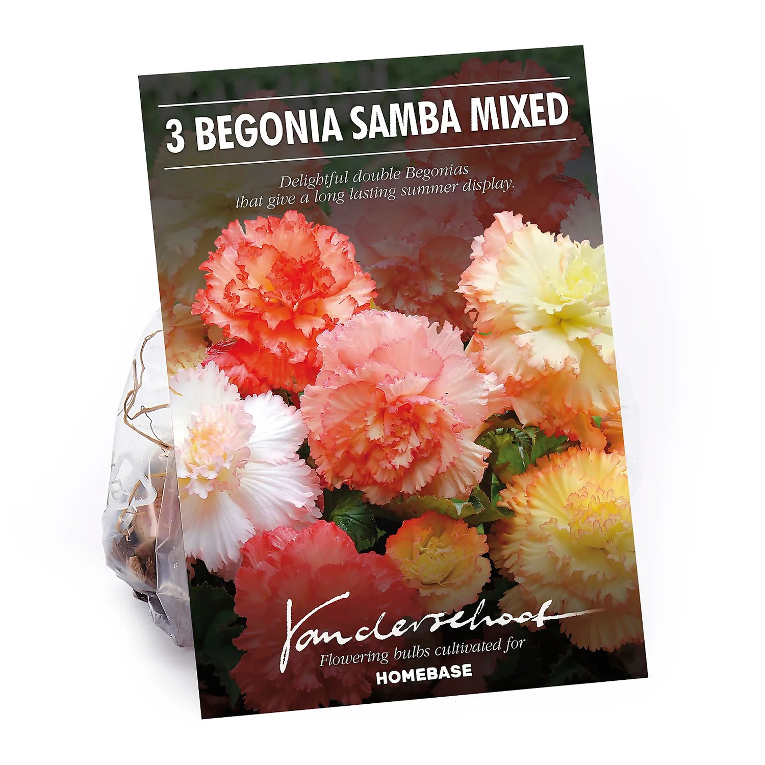 None Begonia Samba Mixed 3 None Begonia Samba Mixed