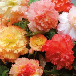 None Begonia Samba Mixed 7 None Begonia Samba Mixed -Elise Bloom 12882826 1845020400171901