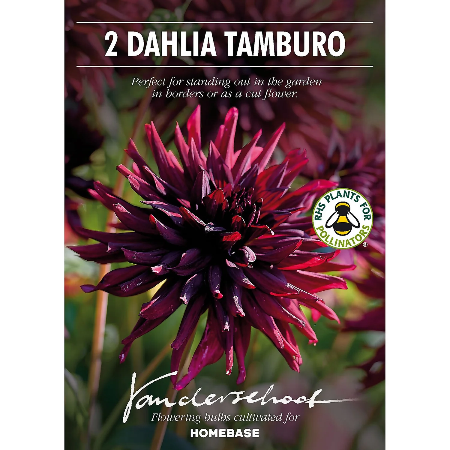 None Semi-Cactus Dahlia Black Narcissi Bulbs 4 None Semi-Cactus Dahlia Black Narcissi Bulbs - Image 2