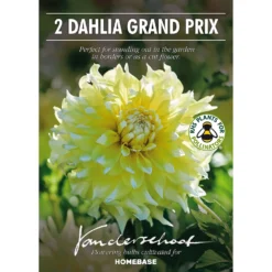 None Decorative Dahlia Grand Prix Flower Bulbs 6 None Decorative Dahlia Grand Prix Flower Bulbs -Elise Bloom 12882829 1955020400276292