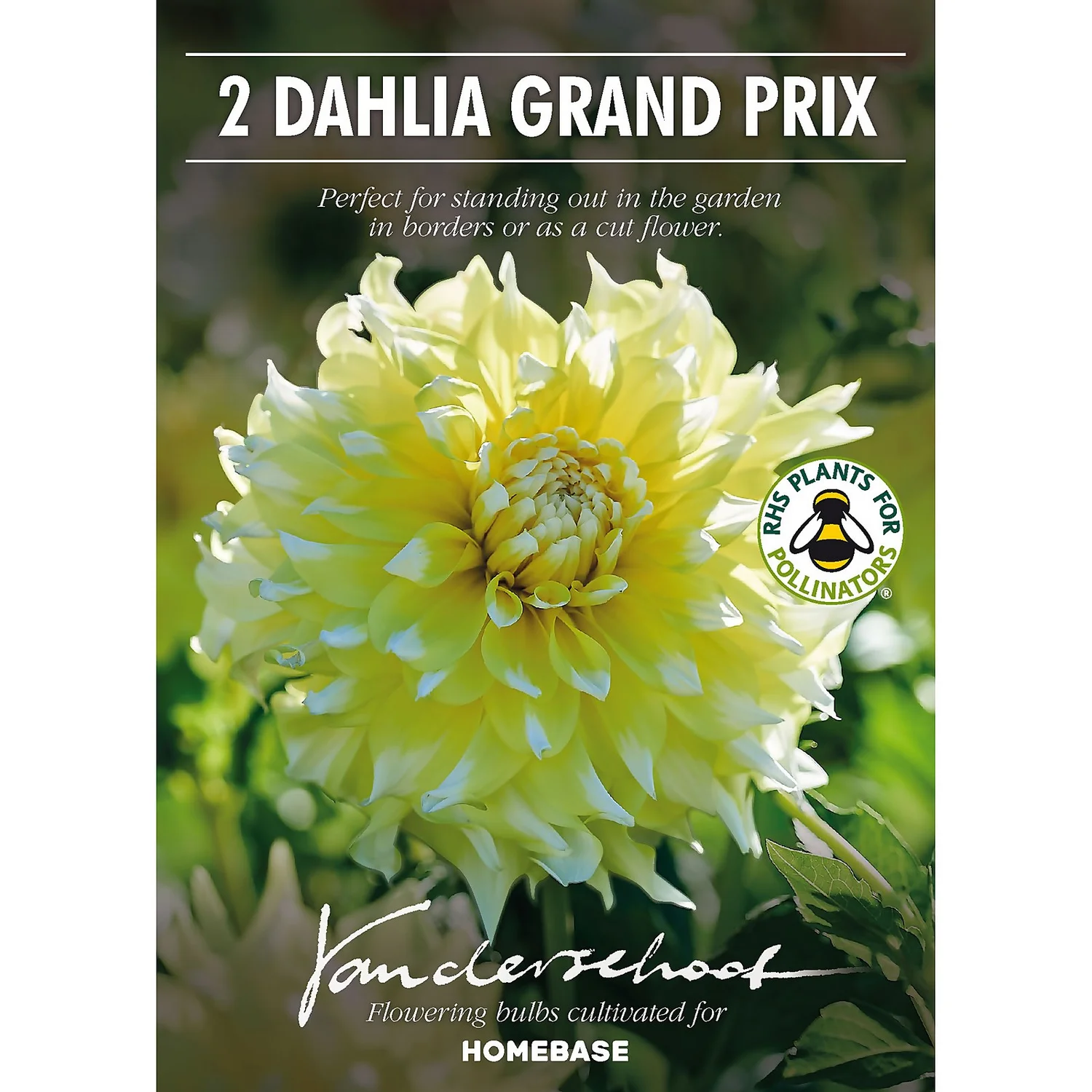 None Decorative Dahlia Grand Prix Flower Bulbs 4 None Decorative Dahlia Grand Prix Flower Bulbs - Image 2