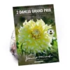 None Decorative Dahlia Grand Prix Flower Bulbs 2 None Decorative Dahlia Grand Prix Flower Bulbs -Elise Bloom 12882829 2005020400238633