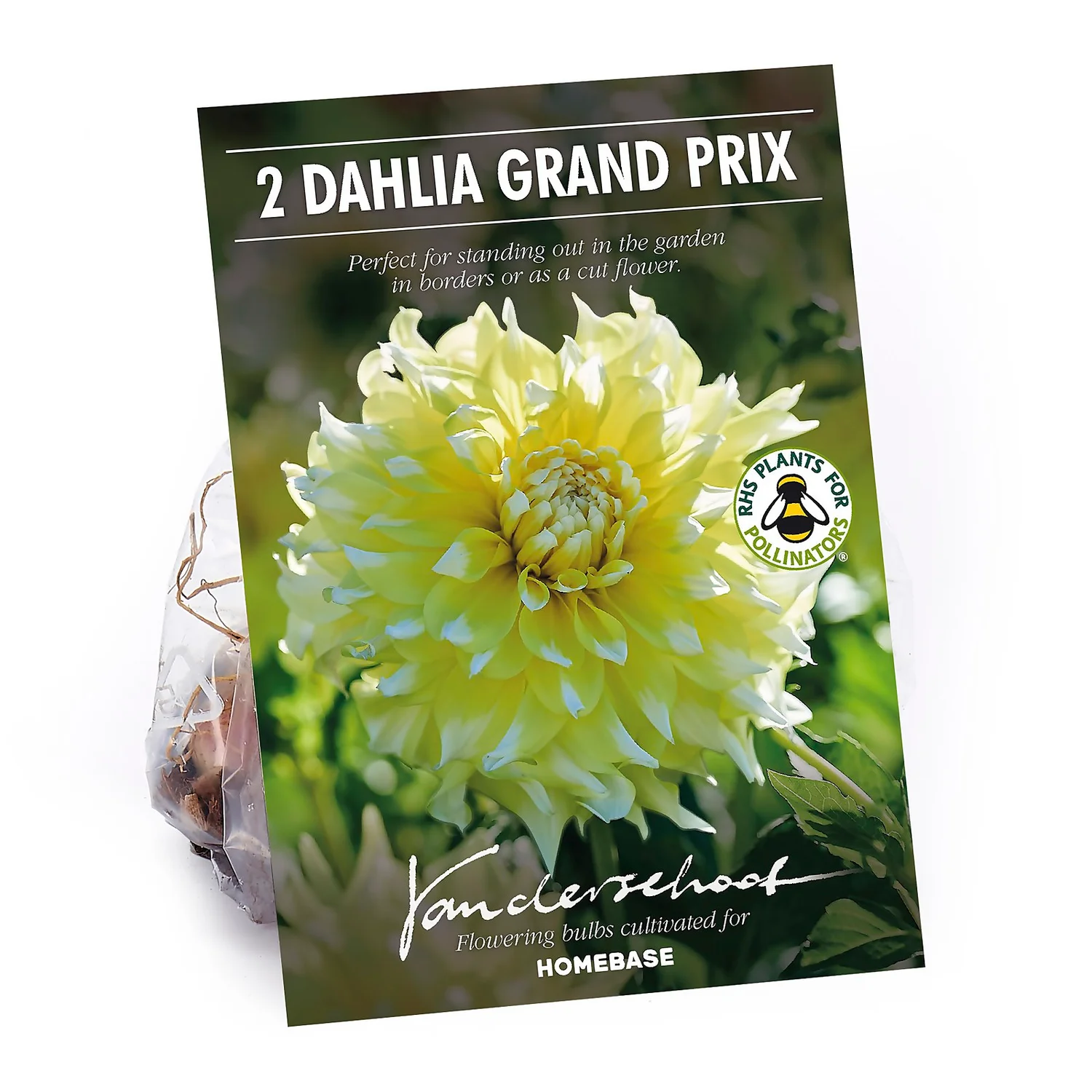 None Decorative Dahlia Grand Prix Flower Bulbs 3 None Decorative Dahlia Grand Prix Flower Bulbs