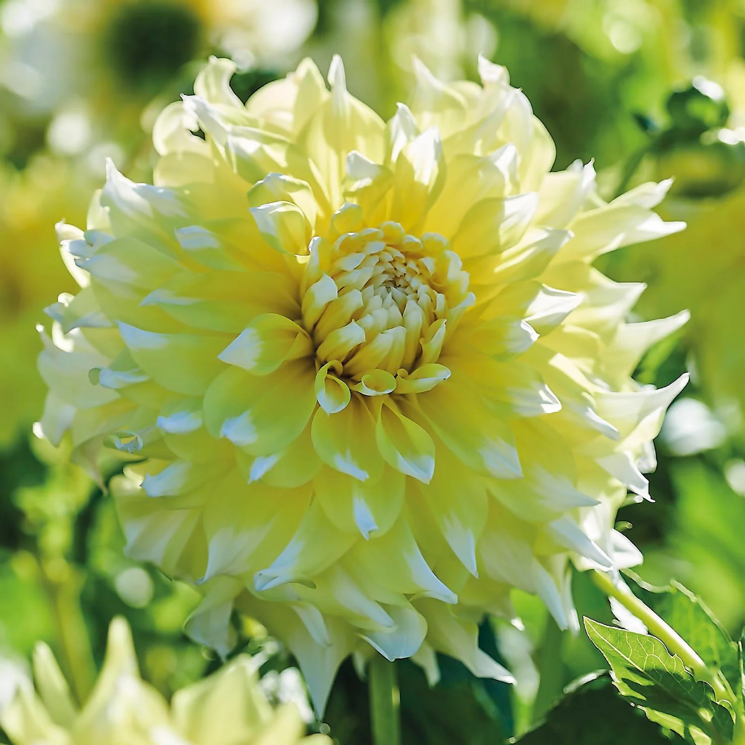 None Decorative Dahlia Grand Prix Flower Bulbs 5 None Decorative Dahlia Grand Prix Flower Bulbs - Image 3