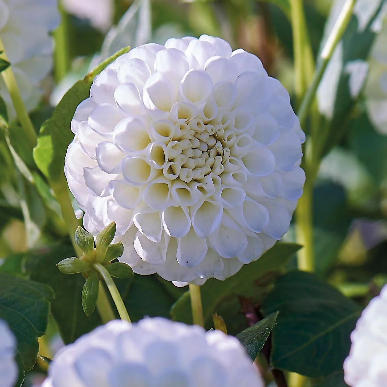 None Pompon Dahlia Snowflake Flower Bulbs 5 None Pompon Dahlia Snowflake Flower Bulbs - Image 3