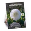 None Pompon Dahlia Snowflake Flower Bulbs 1 None Pompon Dahlia Snowflake Flower Bulbs -Elise Bloom 12882830 1835020400234856