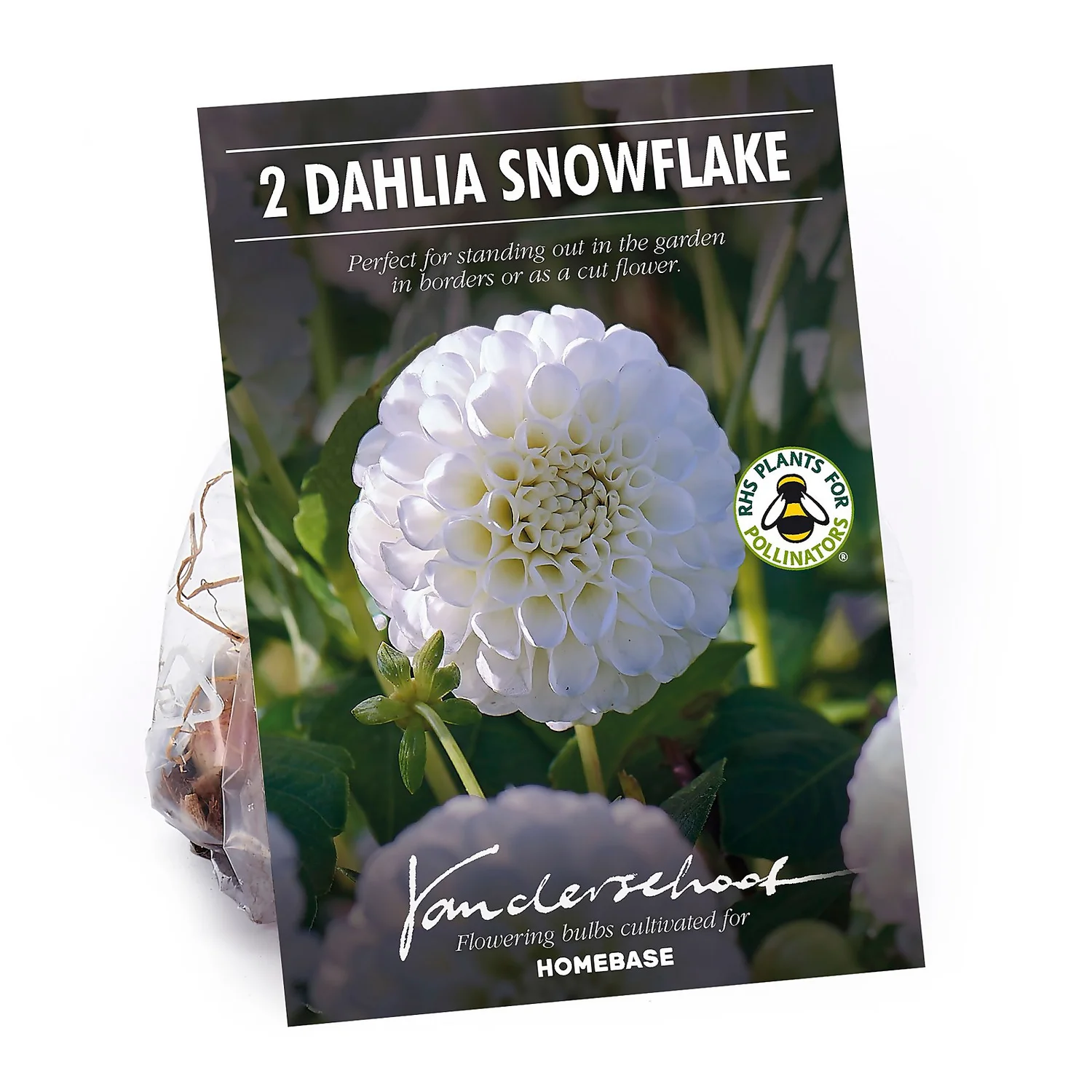 None Pompon Dahlia Snowflake Flower Bulbs 3 None Pompon Dahlia Snowflake Flower Bulbs