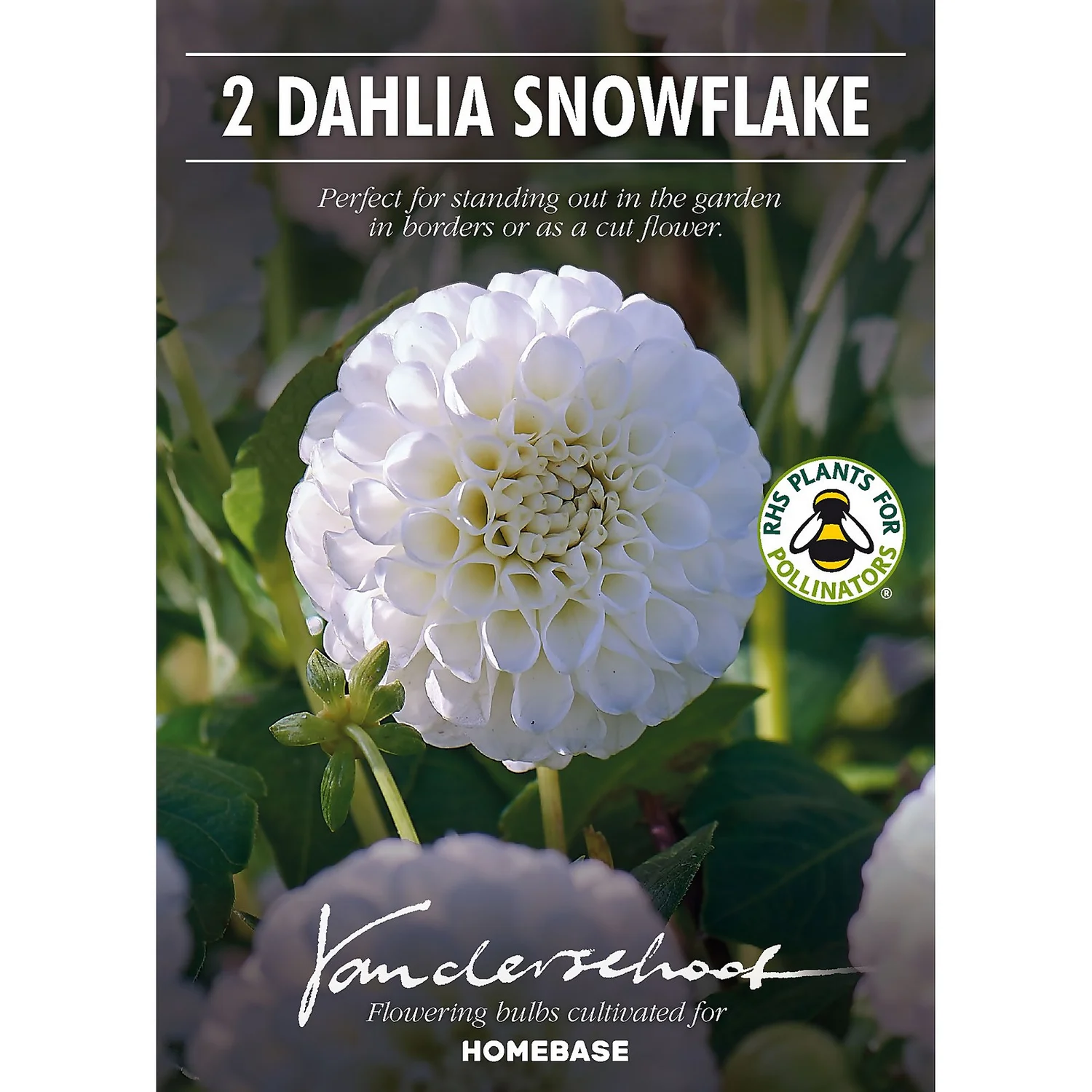 None Pompon Dahlia Snowflake Flower Bulbs 4 None Pompon Dahlia Snowflake Flower Bulbs - Image 2