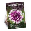 None Fimbriata Dahlia Table Dancer -Elise Bloom 12882831 1405020400234898
