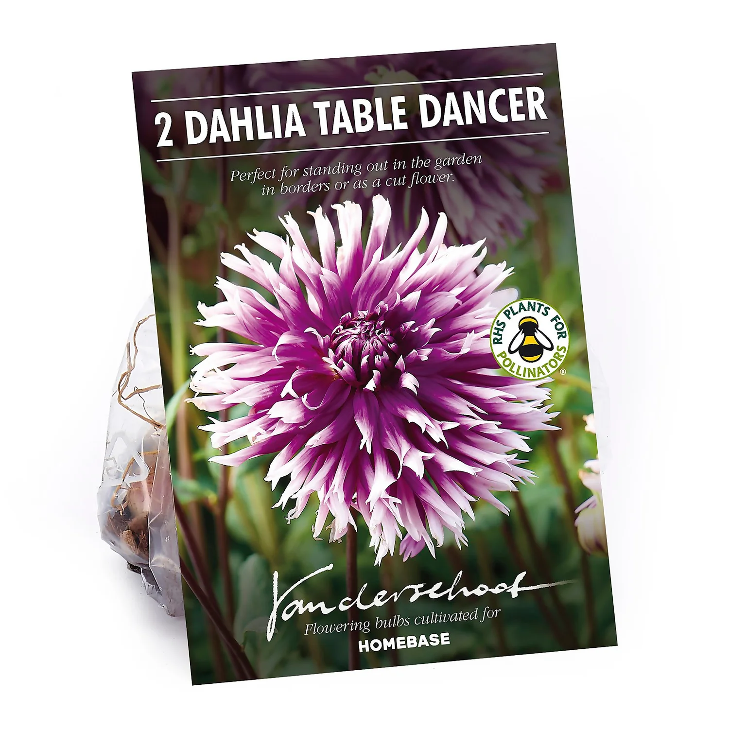 None Fimbriata Dahlia Table Dancer 3 None Fimbriata Dahlia Table Dancer