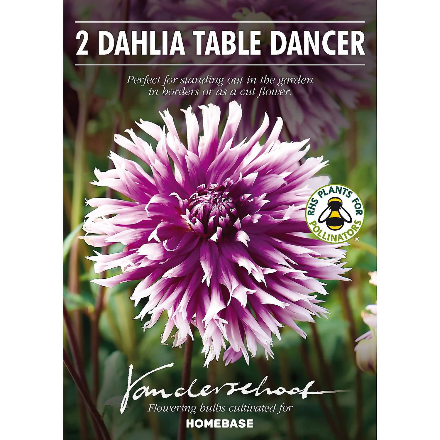 None Fimbriata Dahlia Table Dancer 4 None Fimbriata Dahlia Table Dancer - Image 2