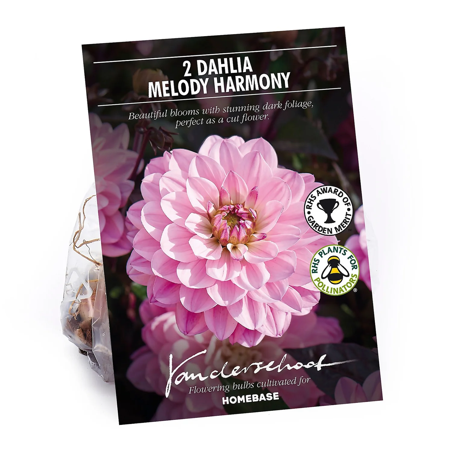 None Dark Foliage Dahlia Melody Harmony Flower Bulbs 3 None Dark Foliage Dahlia Melody Harmony Flower Bulbs