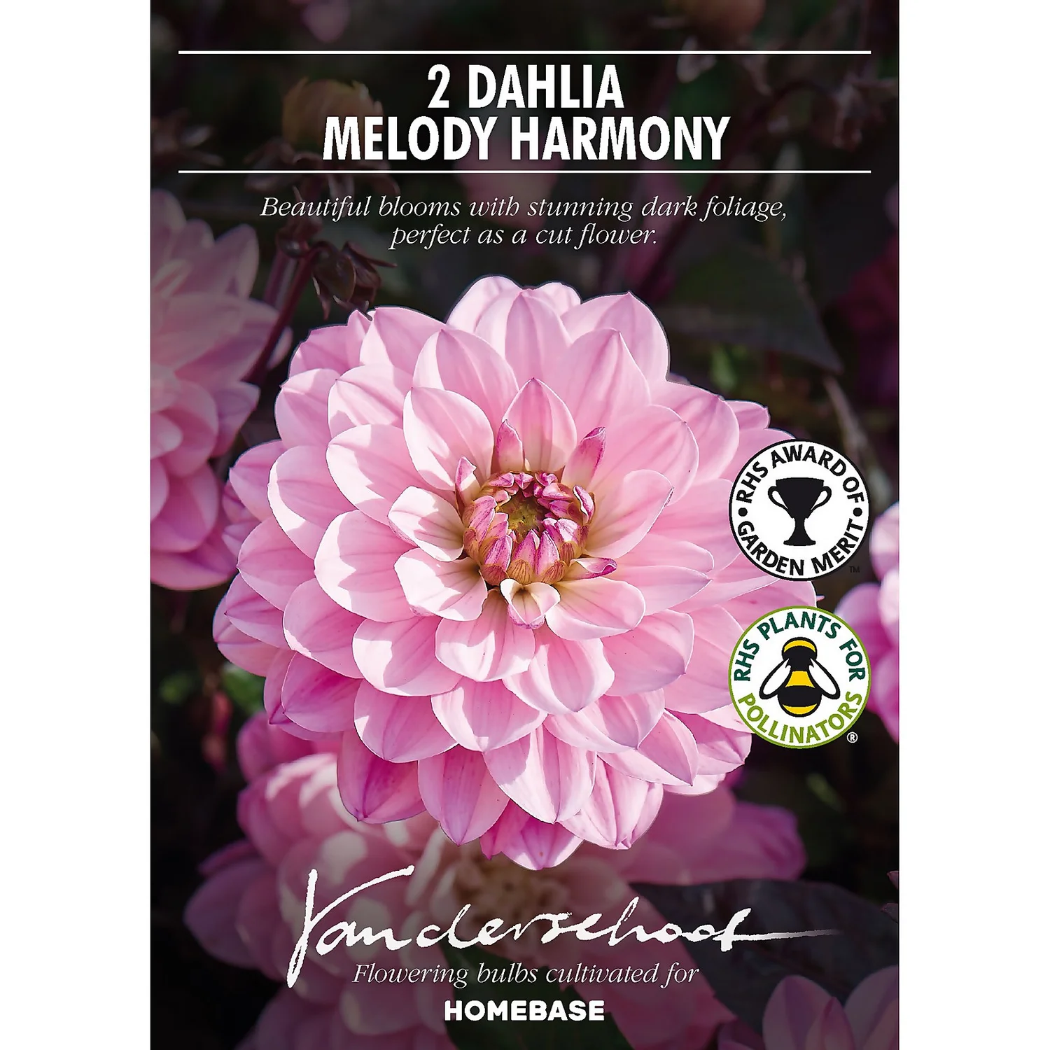 None Dark Foliage Dahlia Melody Harmony Flower Bulbs 4 None Dark Foliage Dahlia Melody Harmony Flower Bulbs - Image 2