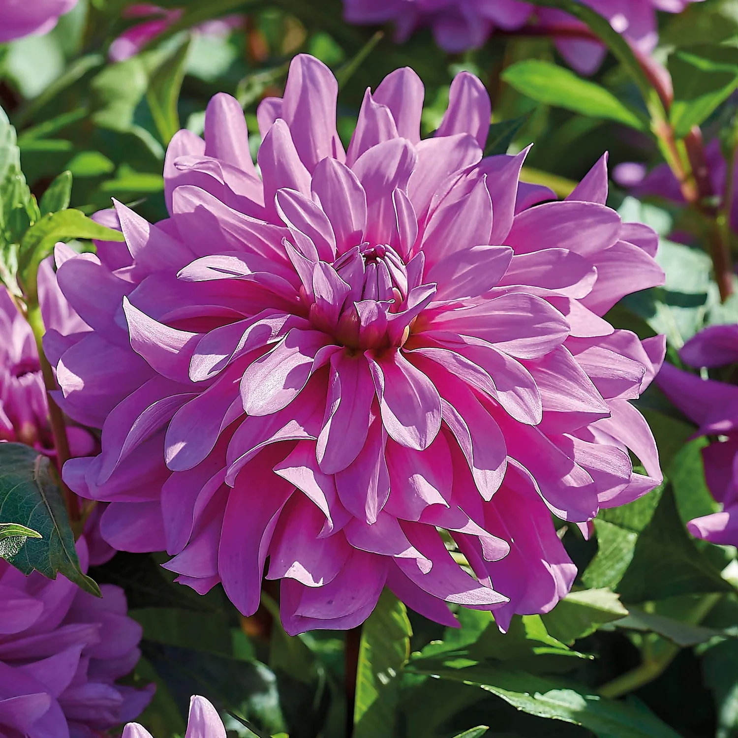 None Decorative Dahlia Bluetifull Flower Bulbs 5 None Decorative Dahlia Bluetifull Flower Bulbs - Image 3