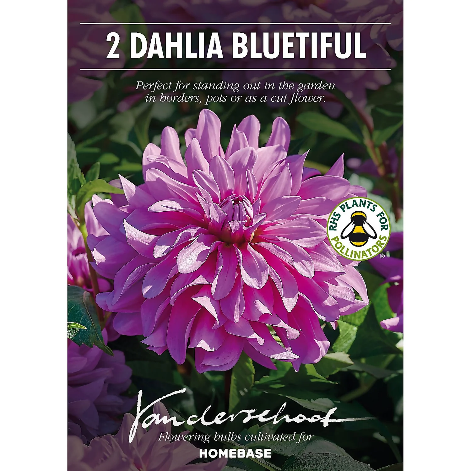 None Decorative Dahlia Bluetifull Flower Bulbs 4 None Decorative Dahlia Bluetifull Flower Bulbs - Image 2