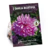 None Decorative Dahlia Bluetifull Flower Bulbs 2 None Decorative Dahlia Bluetifull Flower Bulbs -Elise Bloom 12882833 2105020400388996